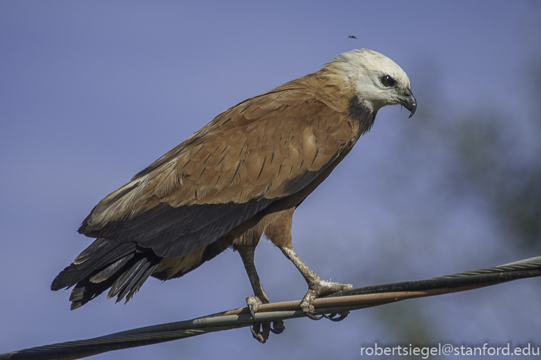 Black-collared hawk